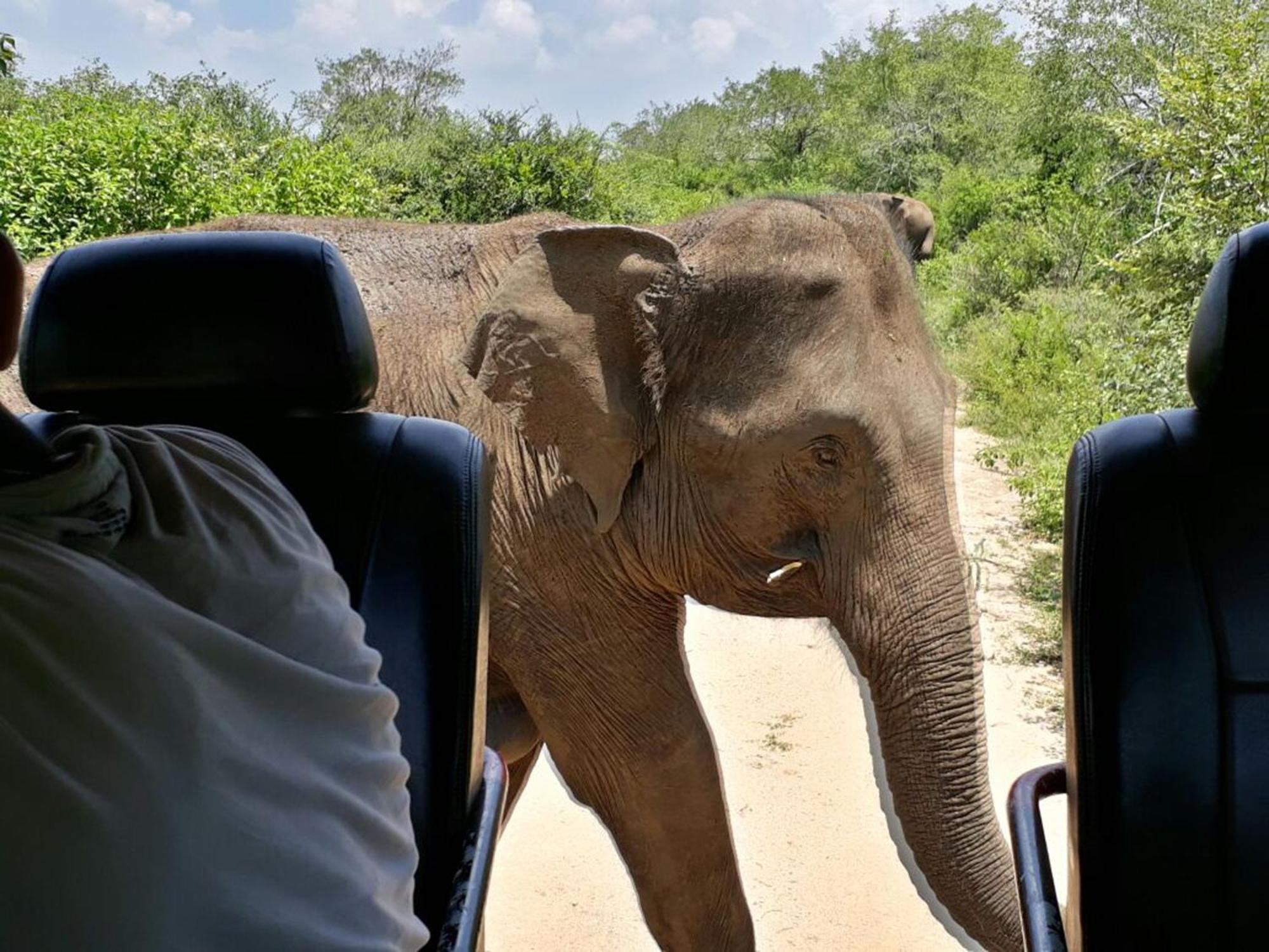 Big Game Udawalawe - By Eco Team Hotel ภายนอก รูปภาพ