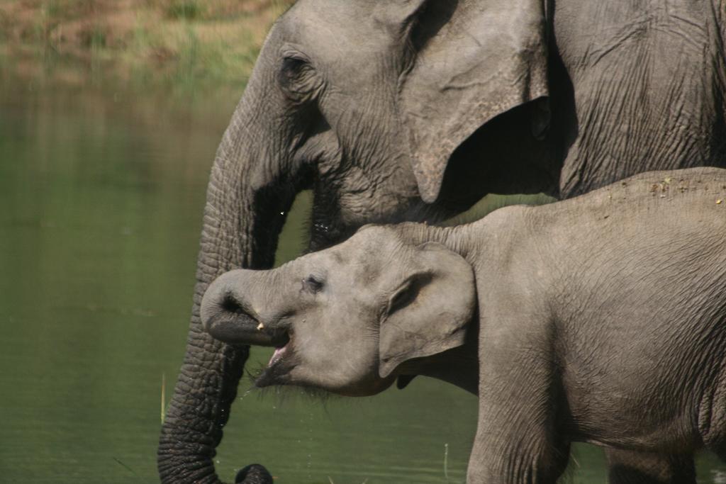 Big Game Udawalawe - By Eco Team Hotel ภายนอก รูปภาพ