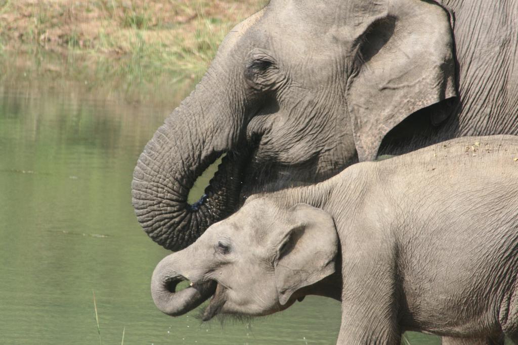 Big Game Udawalawe - By Eco Team Hotel ภายนอก รูปภาพ