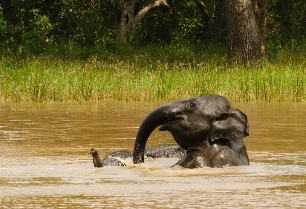 Big Game Udawalawe - By Eco Team Hotel ภายนอก รูปภาพ