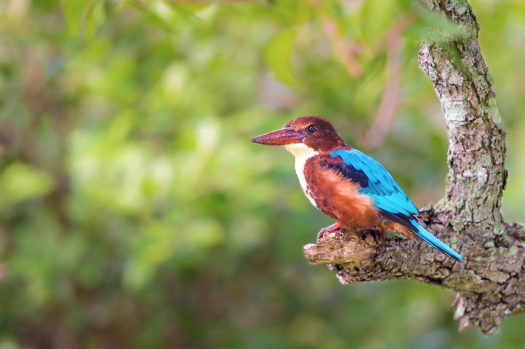 Big Game Udawalawe - By Eco Team Hotel ภายนอก รูปภาพ