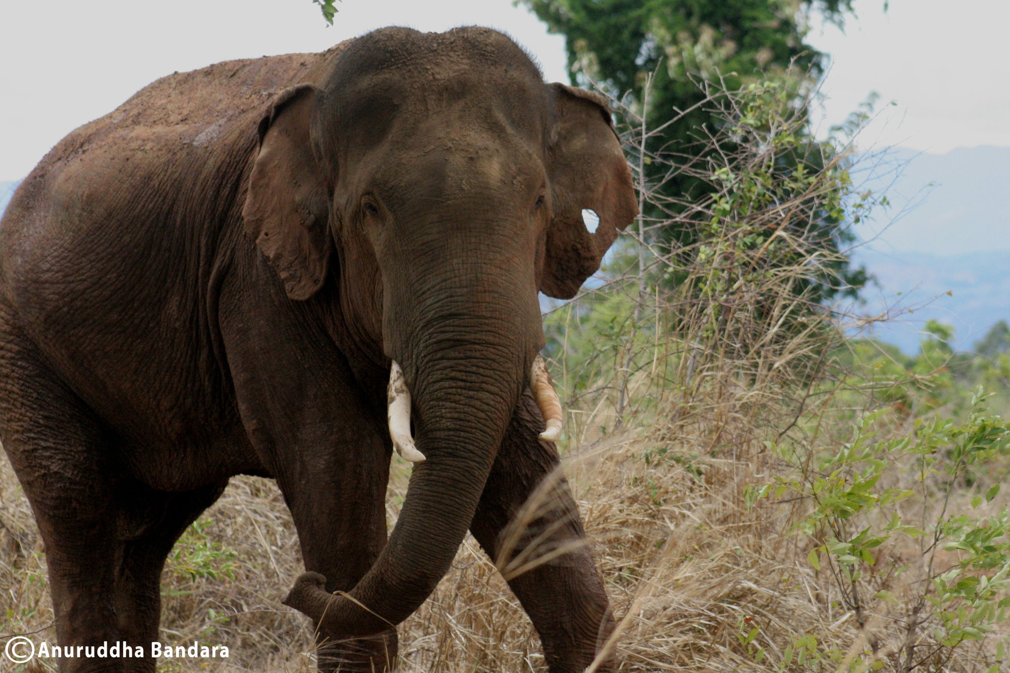 Big Game Udawalawe - By Eco Team Hotel ภายนอก รูปภาพ